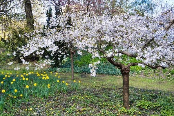 Kwitną Białe Japońskie Wiśnie — Zdjęcie stockowe