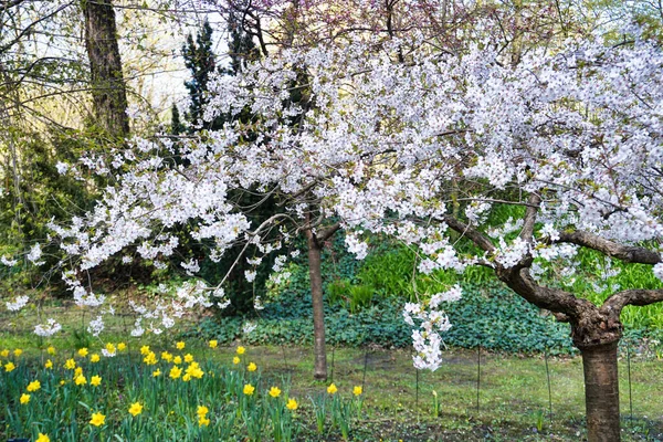 Blossom White Japanese Cherry Tree — ストック写真