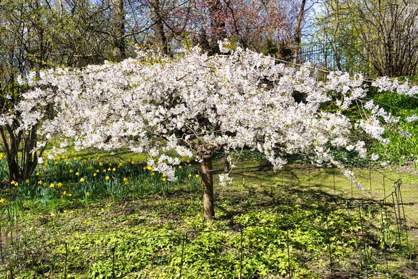 Blom Vit Japansk Körsbärsträd — Stockfoto