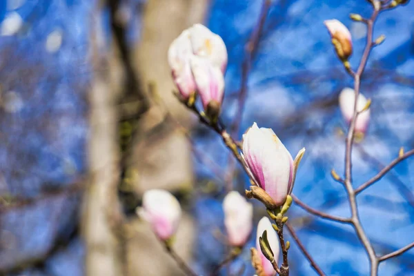Pink Blossom Magnolia Tree Defocused Background — стоковое фото