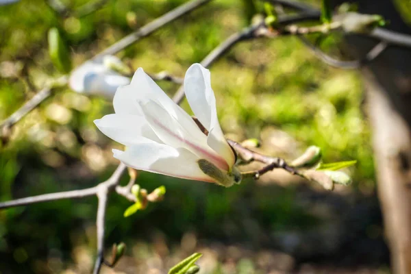 White Blossom Magnolia Tree — стоковое фото