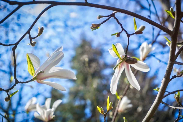 White Magnolia Branch Flowers — стоковое фото