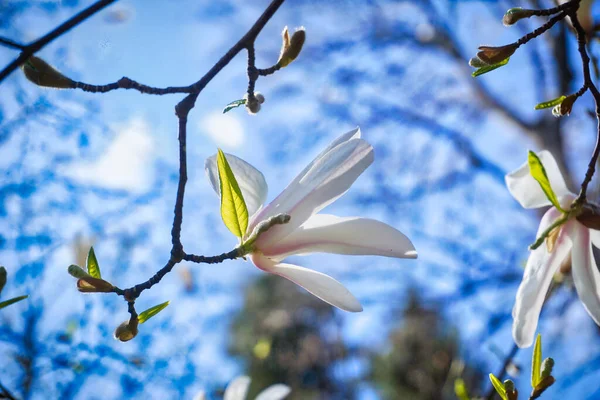 White Magnolia Branch Flowers — стоковое фото