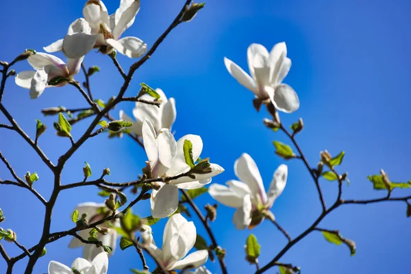 Çiçekli beyaz manolya dalı