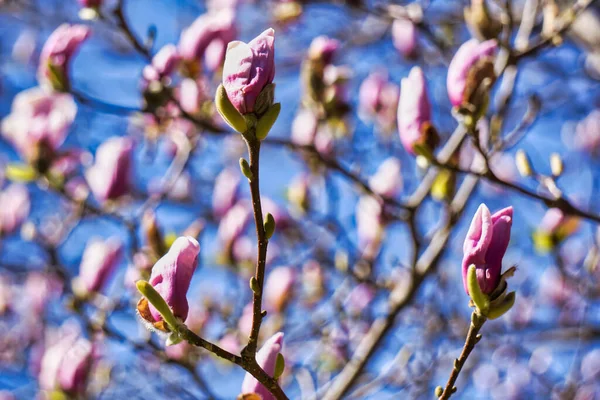 Розовый Цветок Дерева Магнолии — стоковое фото