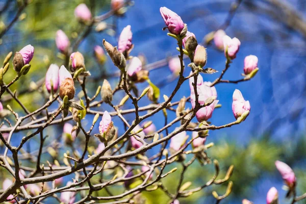 Розовый Цветок Дерева Магнолии — стоковое фото
