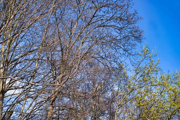 Ramos Árvores Céu Azul — Fotografia de Stock