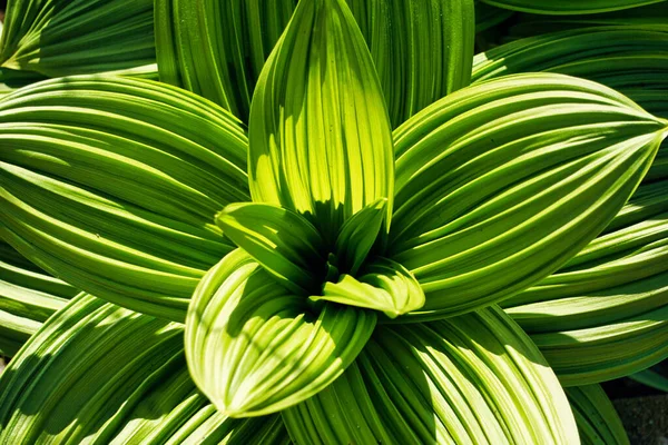 Grön Blomma Lika Växt — Stockfoto