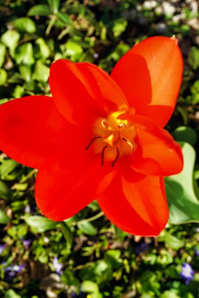 Tulipán Rojo Capullo Flores — Foto de Stock