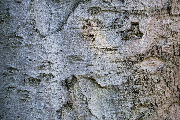 Trädbark Trästruktur — Stockfoto