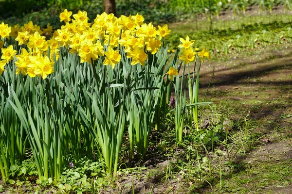 Yellow Daffodils Flowers Flowerbed —  Fotos de Stock