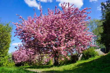 Çiçekli Japon kiraz ağacı, çimen