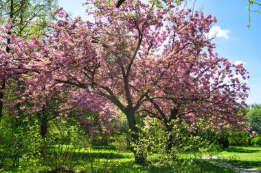 Çiçekli Japon kiraz ağacı, çimen
