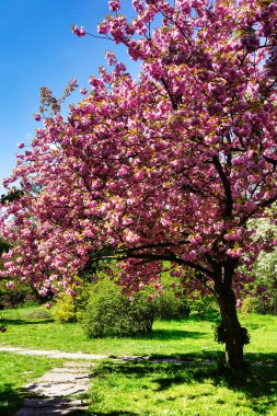 Çiçekli Japon kiraz ağacı, çimen