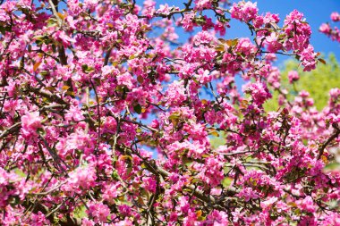 Çiçek açmış Japon kiraz ağacı - Çiçeklere yakın çekim