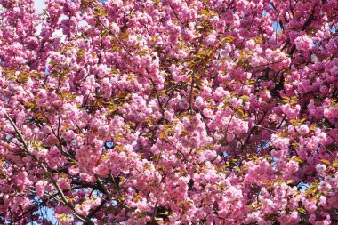 Çiçek açmış Japon kiraz ağacı - Çiçeklere yakın çekim