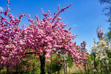 Çiçekli Japon kiraz ağacı - dallara yakın çekim