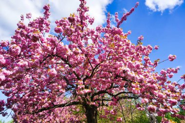 Çiçekli Japon kiraz ağacı - dallara yakın çekim