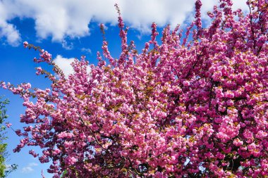 Çiçek açan Japon kiraz ağacı. Dala yakın çekim.
