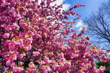 Çiçek açan Japon kiraz ağacı. Dala yakın çekim.