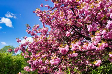 Çiçek açan Japon kiraz ağacı - bir dala yakın çekim