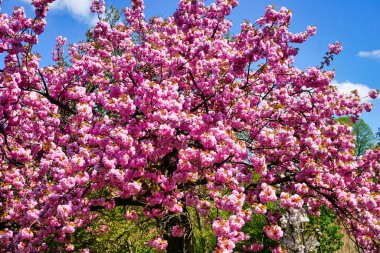 Çiçek açan Japon kiraz ağacı - bir dala yakın çekim