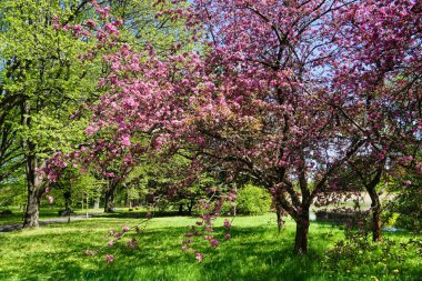 Çiçek açan Japon kiraz ağaçları, meyve bahçesi.