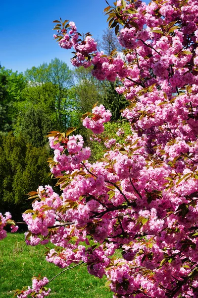 Japanese Cherry Tree Blossom Close Branch — Stock Photo, Image