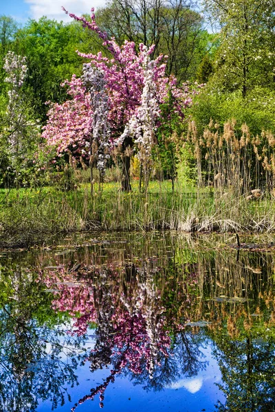 Suya yansıyan pembe ve beyaz Japon kiraz ağaçları.