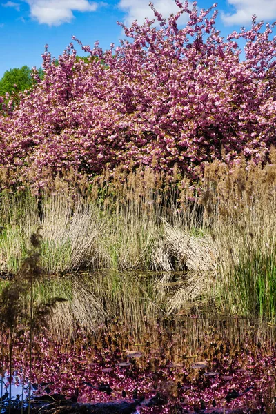 Japanese Cherry Trees Blossom Reflection Water — Stock Photo, Image