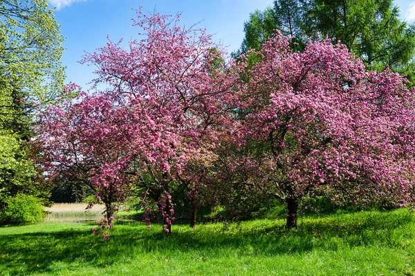 Japanese Cherry Trees Blossom Orchard Royalty Free Stock Images