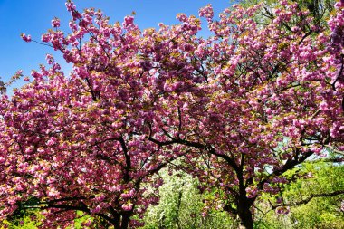 Çiçek açmış Japon kiraz ağaçları - pembe çiçekler