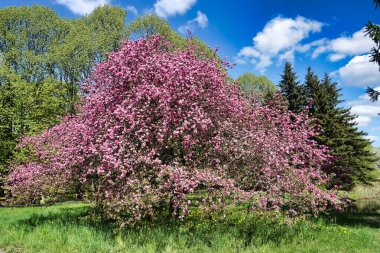 Japanese cherry tree in blossom, grass