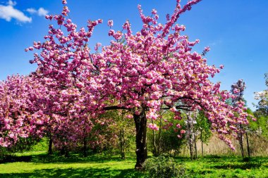Çiçekli Japon kiraz ağacı, çimen