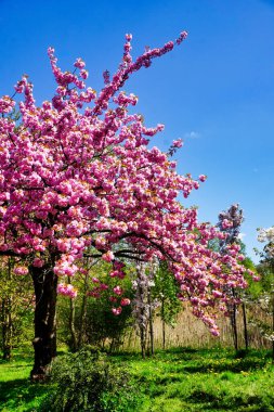 Çiçekli Japon kiraz ağacı, çimen