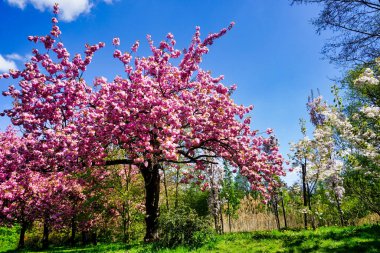 Çiçekli Japon kiraz ağacı, çimen