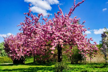 Çiçekli Japon kiraz ağacı, çimen