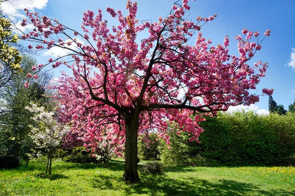 Japanese Cherry Tree Blossom Grass Royalty Free Stock Images