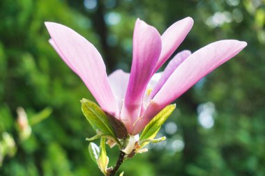 Beyaz ve pembe manolya çiçeği - yakın plan