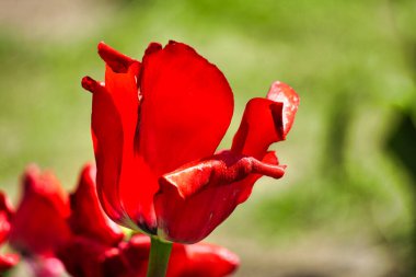 Bahçede tek kırmızı lale, bokeh etkisi