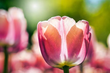 Single pink tulip flower in garden, bokeh effect