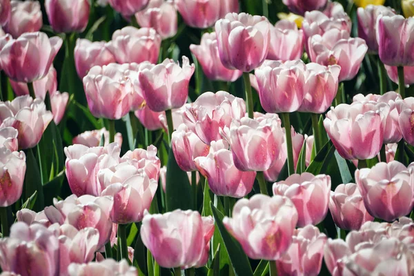 Many Pink Tulips Garden — Stock Photo, Image