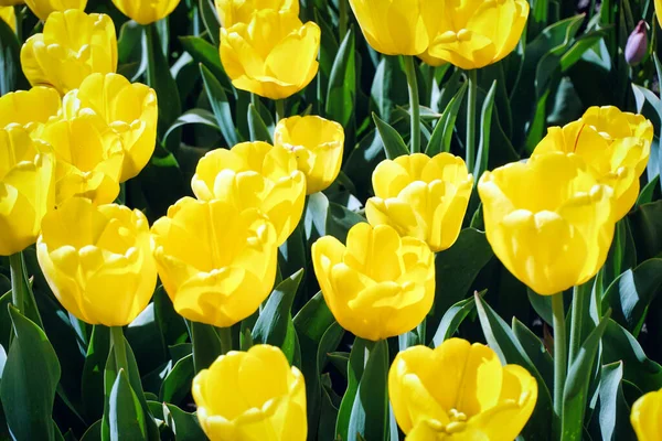 Beaucoup Tulipes Jaunes Dans Jardin — Photo