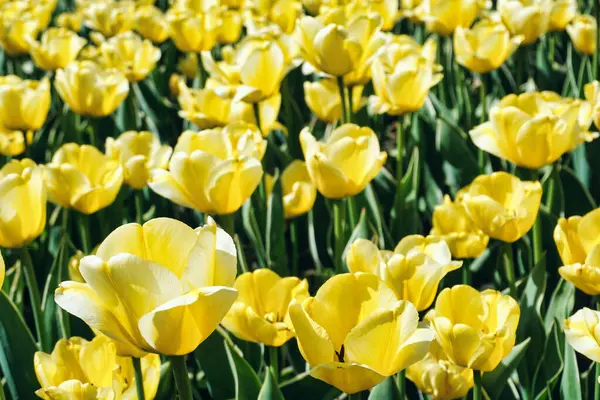 Bahçe içinde birçok Sarı laleler