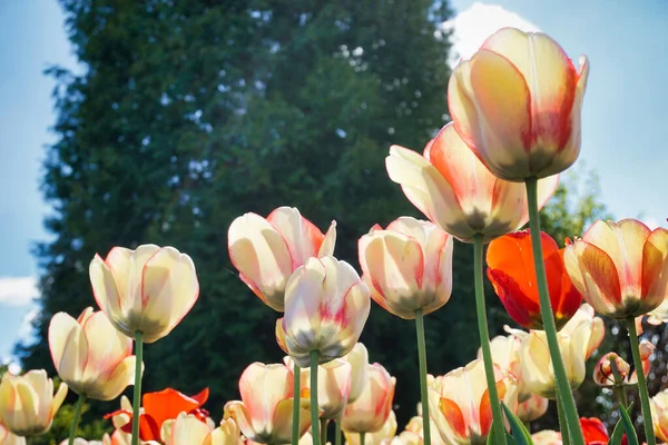 White Pink Tulip Flowers Garden Side View — Photo