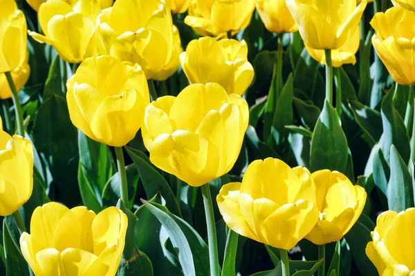 Many Yellow Tulips Garden — Stock Photo, Image