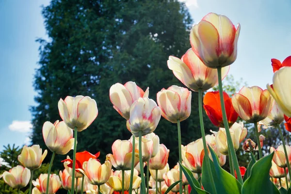 White Pink Tulip Flowers Garden Side View — Photo