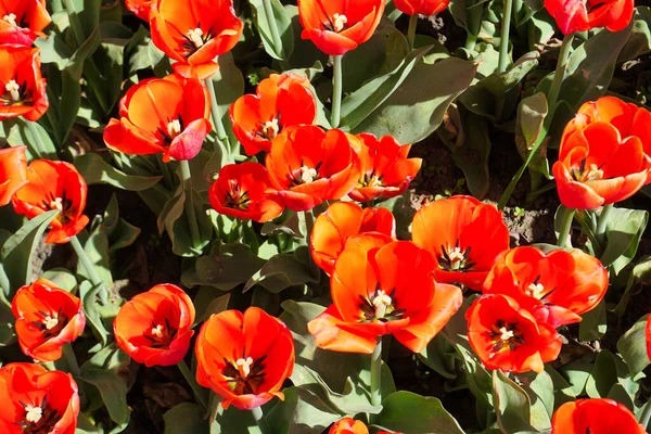 Many Red Tulip Flowers Garden Top View — Stock Photo, Image
