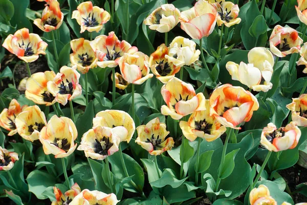 Fleurs Tulipes Blanches Roses Dans Jardin — Photo