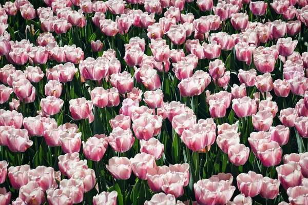 Many Pink Tulips Garden — Stock Photo, Image